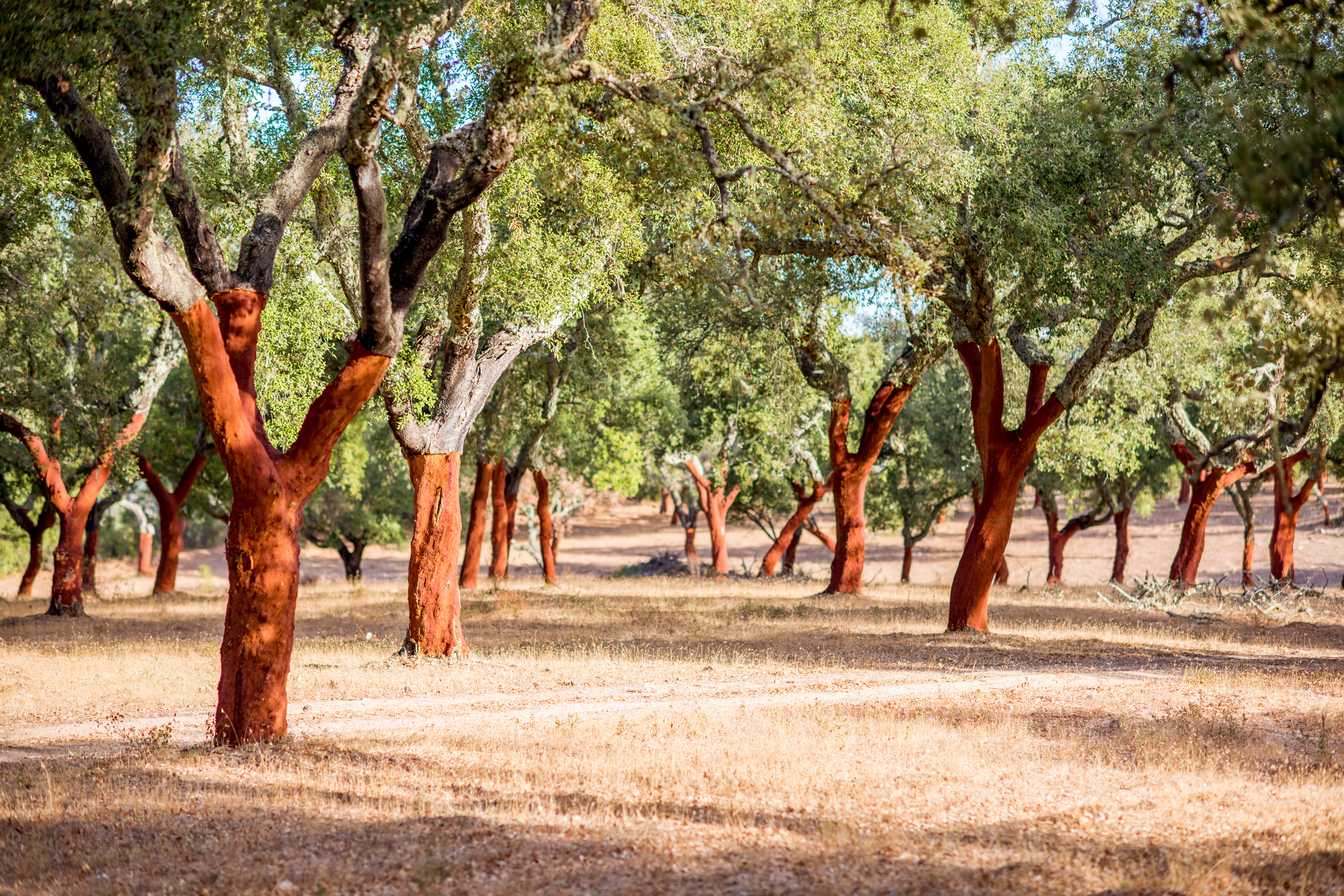A grove of cork oaks in Portugal, their lower trunks stripped after harvest