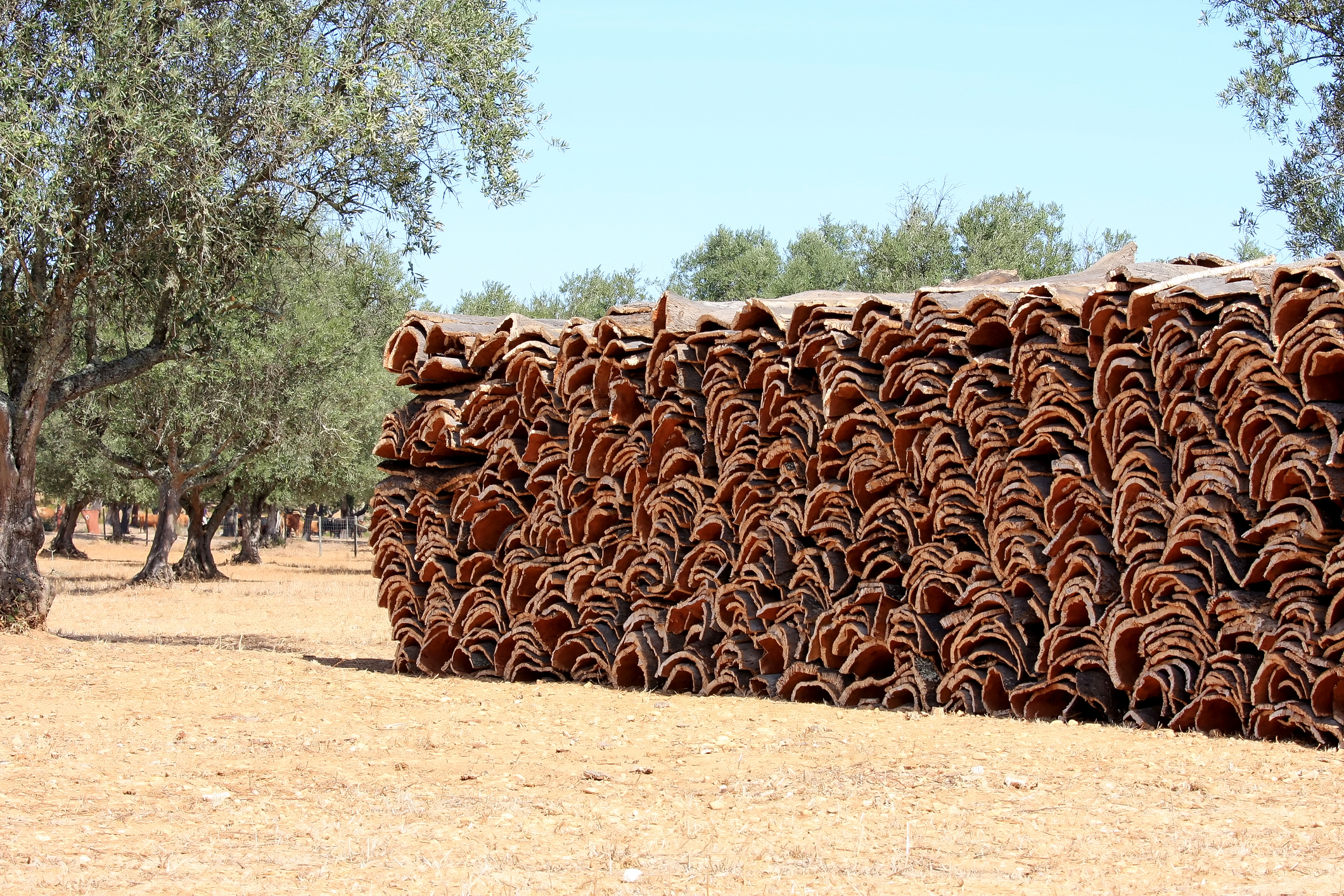 A harvested cork oak, its stripped lower trunk showing the fresh bark beneath